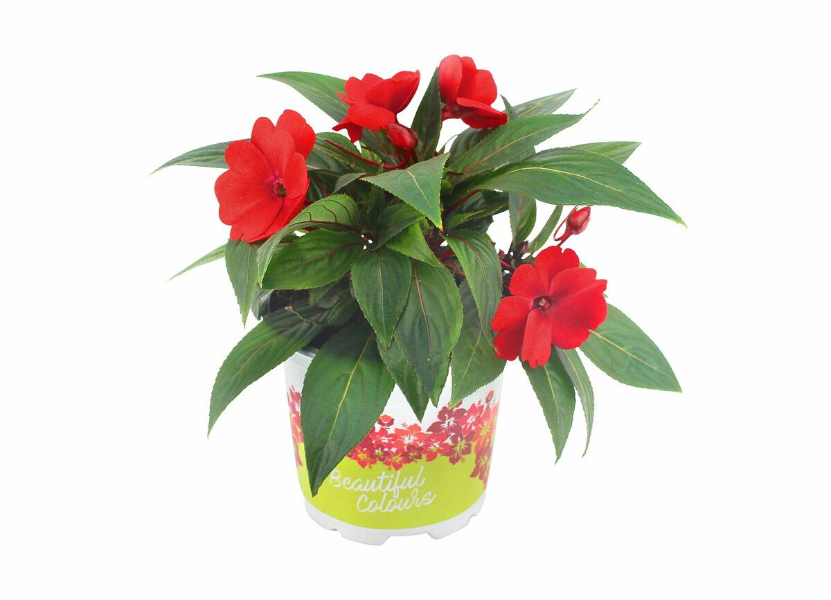 Bild 1 von 'Fleißiges Lieschen'  im 10