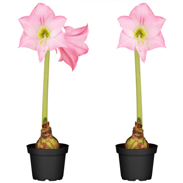 Bild 1 von toom Amaryllis rosa 12 cm Topf, 2er-Set
