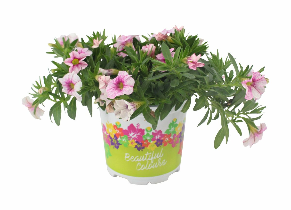 Bild 1 von Million Bells  im 10