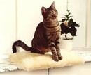 Bild 1 von CAT BONBON Fensterliege "Amy" beige