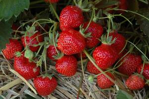 Humi Erdbeerpflanze Gento Hz
, 
12er Tray