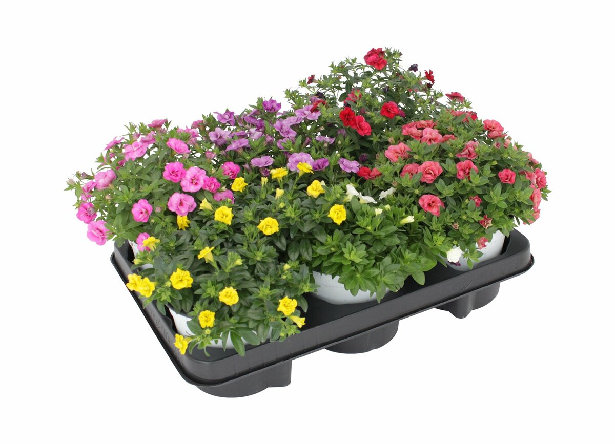 Bild 1 von Calibrachoa Trio 'Zauberglöckchen'