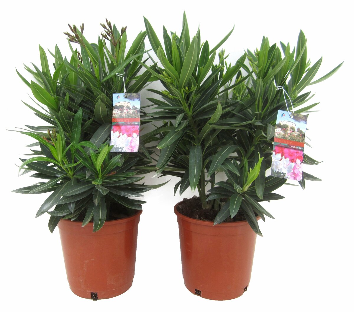 Bild 1 von Oleander Nerium versch. Farben