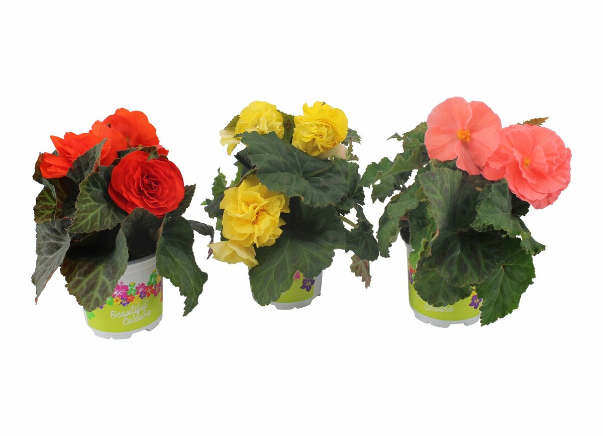 Bild 1 von Knollenbegonie  10