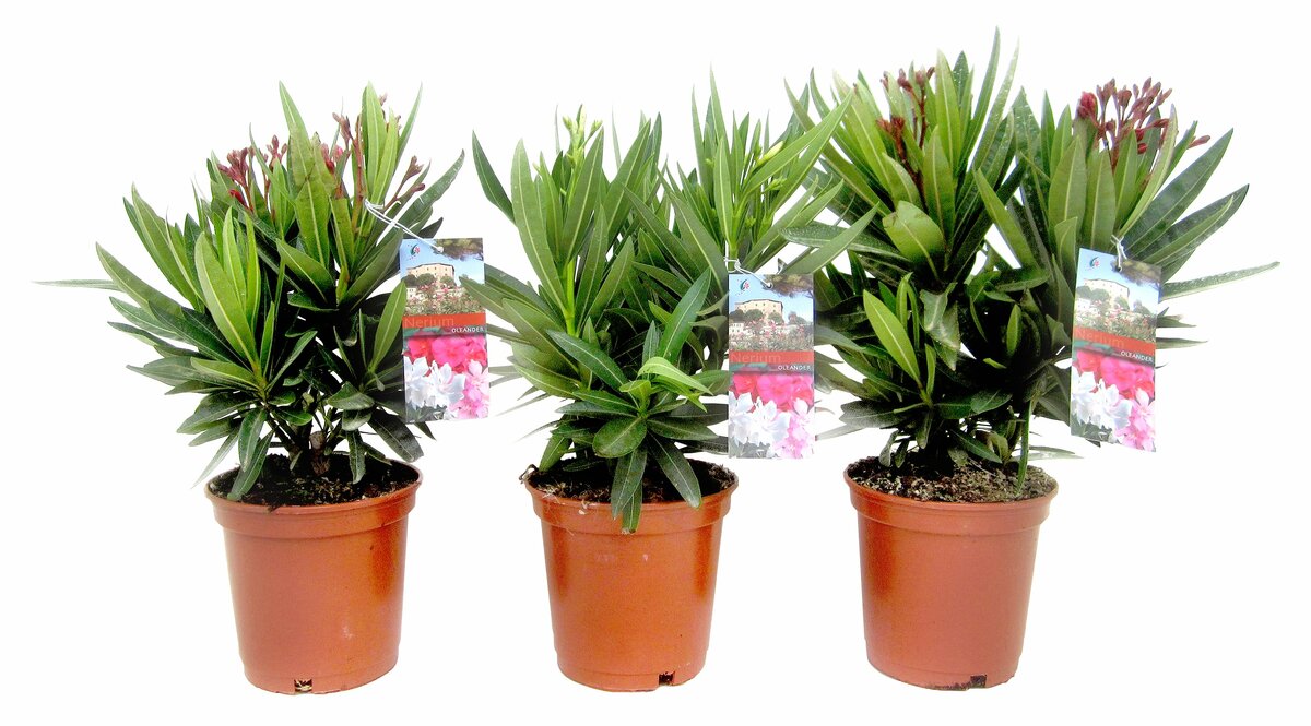 Bild 1 von Oleander Nerium  versch. Farben