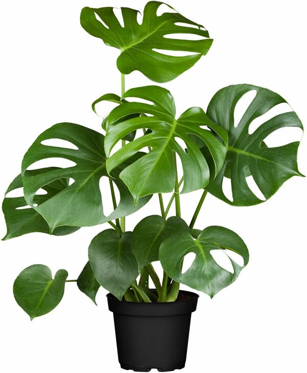 Bild 1 von Fensterblatt Monstera Deliciosa 80 cm hoch 21 cm Topf