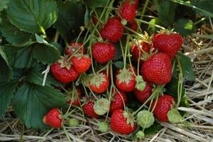 Erdbeerpflanze Senga®-Sengana®
, 
12er Schale