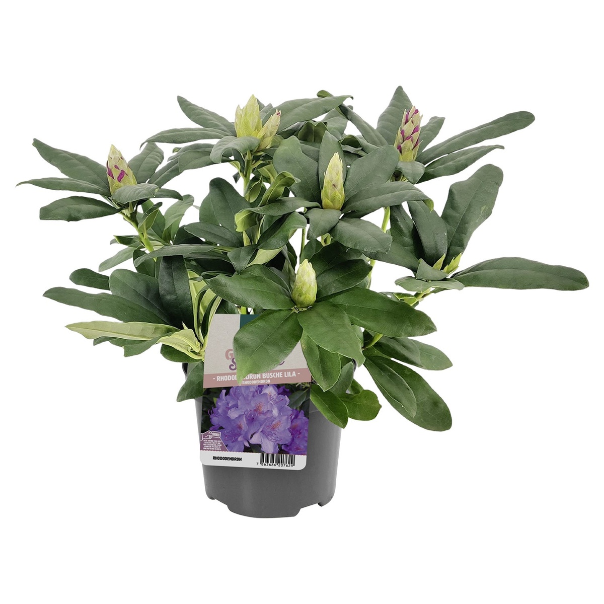 Bild 2 von GARDENLINE Rhododendron-Busch