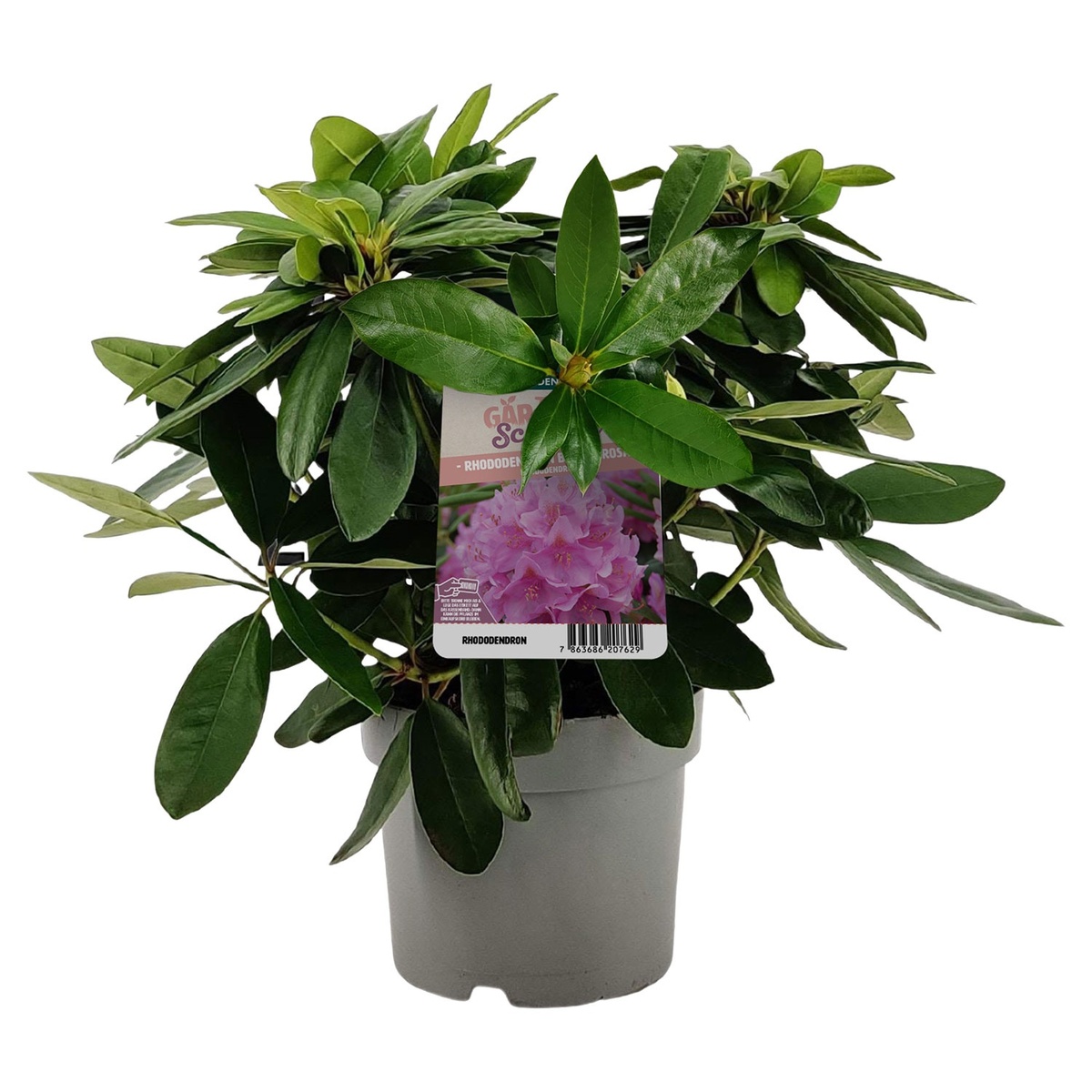 Bild 1 von GARDENLINE Rhododendron-Busch