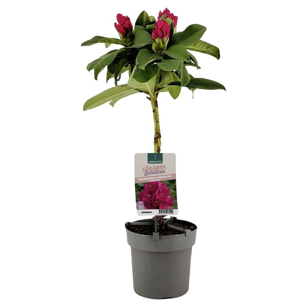 GARDENLINE RhododendronStämmchen von ALDI SÜD für 9,99 € ansehen!