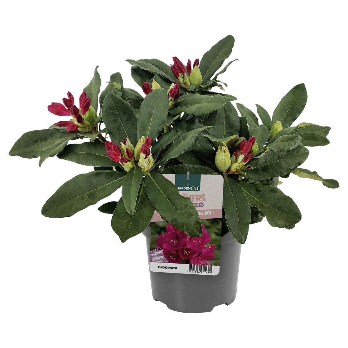Bild 3 von GARDENLINE Rhododendron-Busch