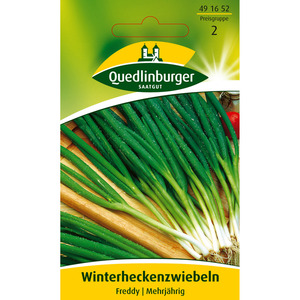 Quedlinburger Winterheckenzwiebel 'Freddy'