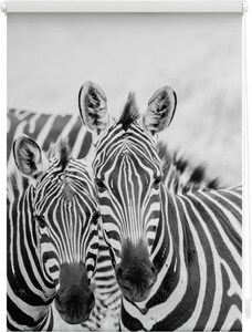 LICHTBLICK ORIGINAL Seitenzugrollo »Klemmfix Motiv Zebra«, Lichtschutz, ohne Bohren, freihängend, bedruckt