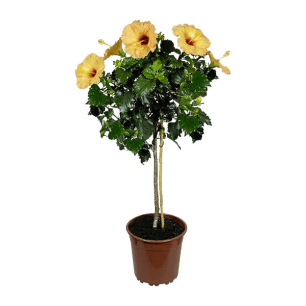 Bild 4 von GARDENLINE Premium Balkon- und Terrassenpflanze