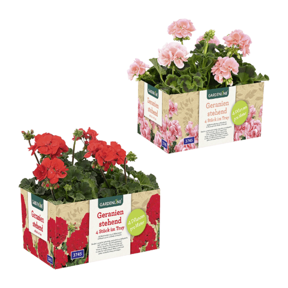 Bild 1 von GARDENLINE Geranien / Fuchsien