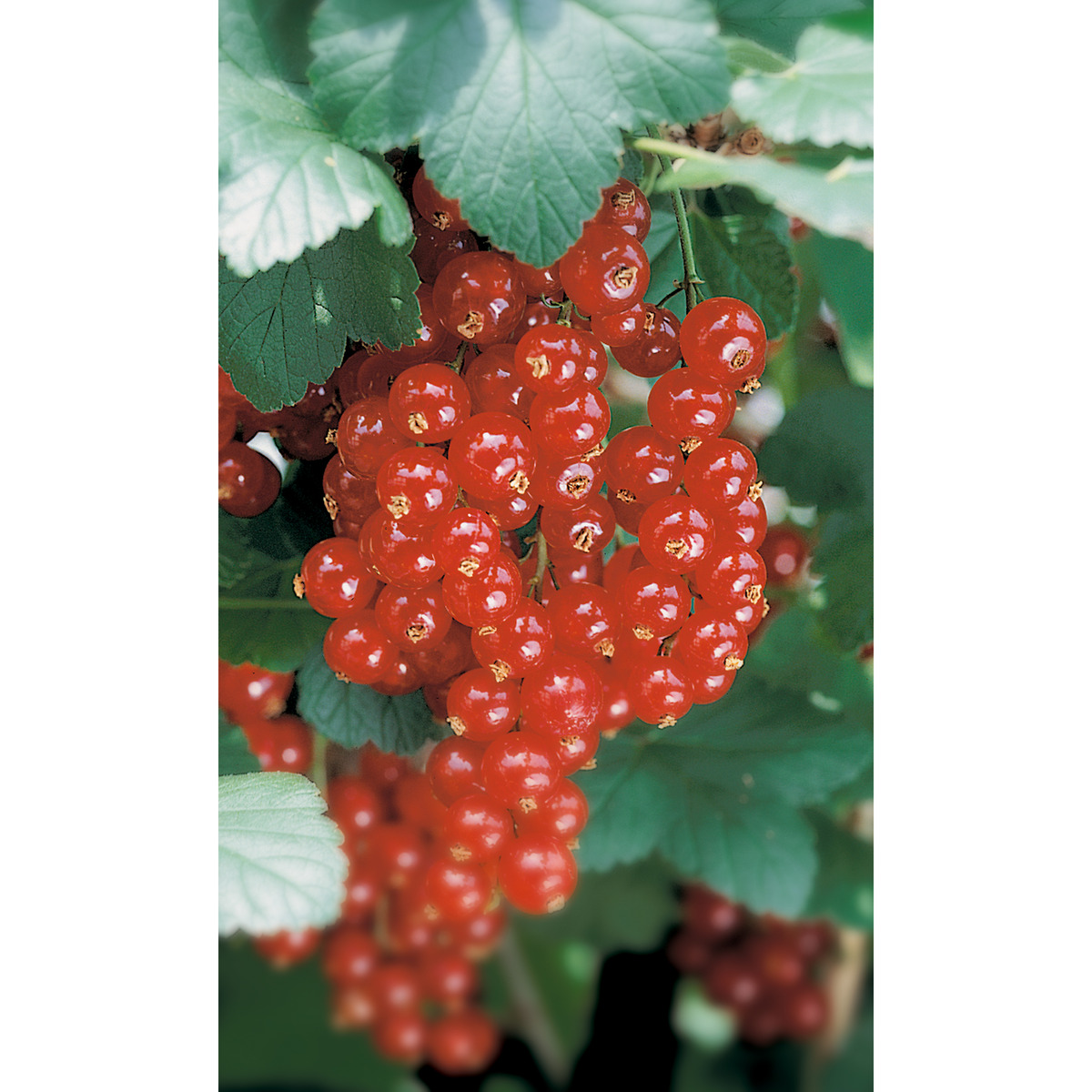 Bild 1 von Naturtalent by toom® Bio Johannisbeere 'Jonkherr v. Tets', Hochstamm 19 cm Topf