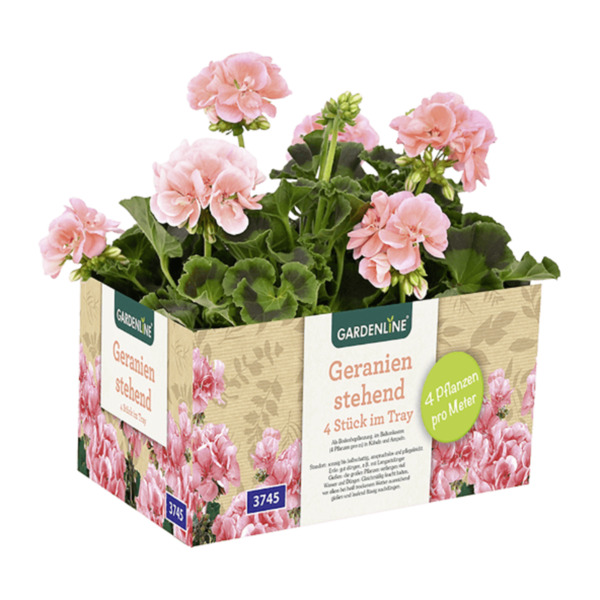 GARDENLINE Geranien / Fuchsien von ALDI Nord ansehen!