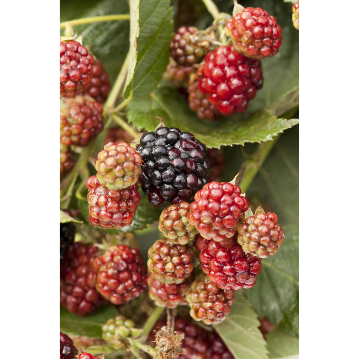 Bild 1 von Naturtalent by toom® Bio-Brombeere 'Reuben' 14 cm Topf