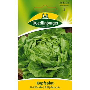 Quedlinburger Kopfsalat 'Mai Wunder'