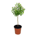 Bild 3 von GARDENLINE Premium Balkon- und Terrassenpflanze