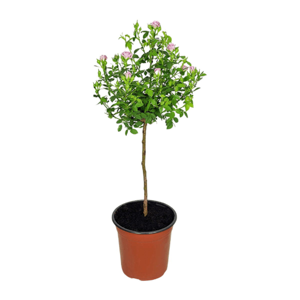 Bild 3 von GARDENLINE Premium Balkon- und Terrassenpflanze