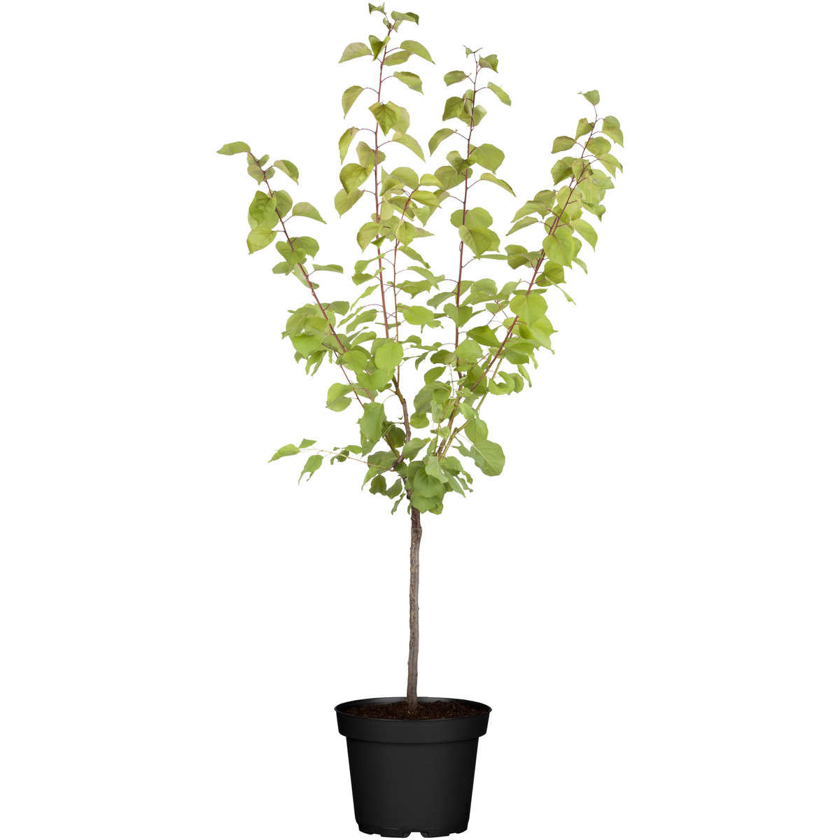 Bild 1 von Naturtalent by toom® Bio-Aprikosenbusch 'Ungarische Beste' 25 cm Topf