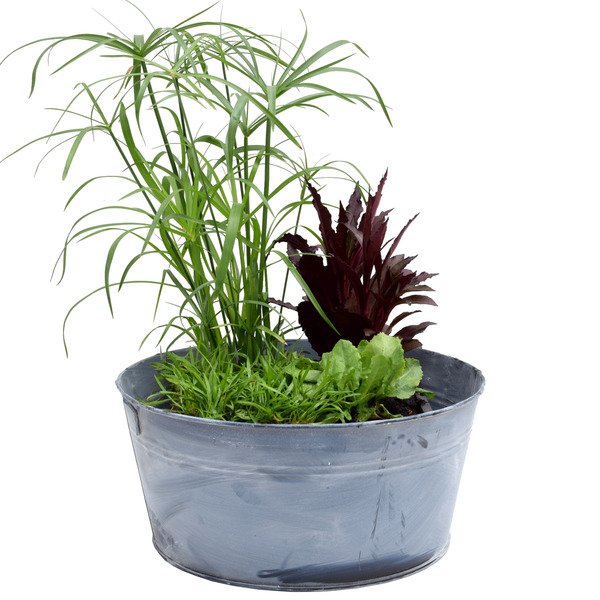 Bild 1 von toom Miniteich-Set mit 4 Pflanzen und Zinkwanne Ø 27 cm