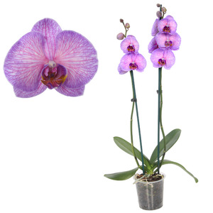toom Schmetterlingsorchidee 'Royal Purple Heart' 2 Rispen pink 12 cm Topf