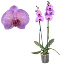 Bild 1 von toom Schmetterlingsorchidee 'Royal Purple Heart' 2 Rispen pink 12 cm Topf