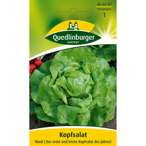 Quedlinburger Kopfsalat 'Muck'