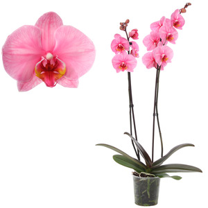 toom Schmetterlingsorchidee 'Royal Pink' 2 Rispen pink 12 cm Topf