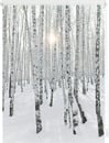 Bild 1 von LICHTBLICK ORIGINAL Seitenzugrollo »Klemmfix Motiv Birkenwald«, Lichtschutz, ohne Bohren, freihängend, bedruckt