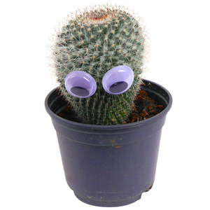 toom Kaktus mit Augen 9 cm Topf