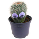 Bild 1 von toom Kaktus mit Augen 9 cm Topf