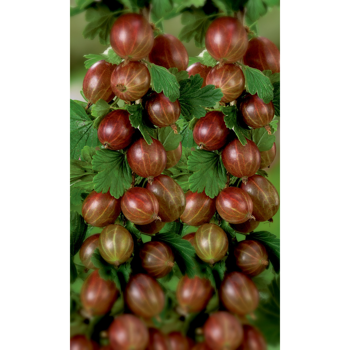 Bild 1 von Naturtalent by toom® Bio Stachelbeere 'Remarka', Hochstamm 19 cm Topf