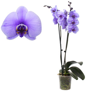 toom Schmetterlingsorchidee 'Royal Purple' 2 Rispen violett 12 cm Topf