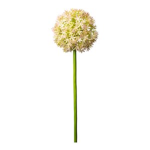 Allium ca. 80cm /11cm
