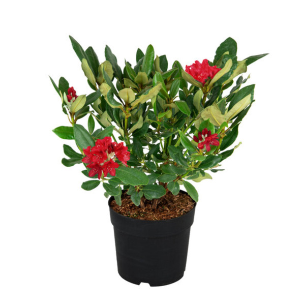 Bild 1 von Rhododendron hybride, rot