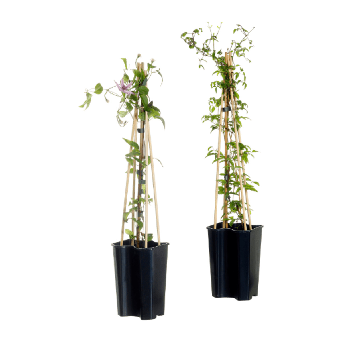 Bild 1 von GARDENLINE Clematis