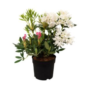 Rhododendron hybride, weiß