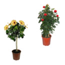 Bild 1 von GARDENLINE Premium Balkon- und Terrassenpflanze