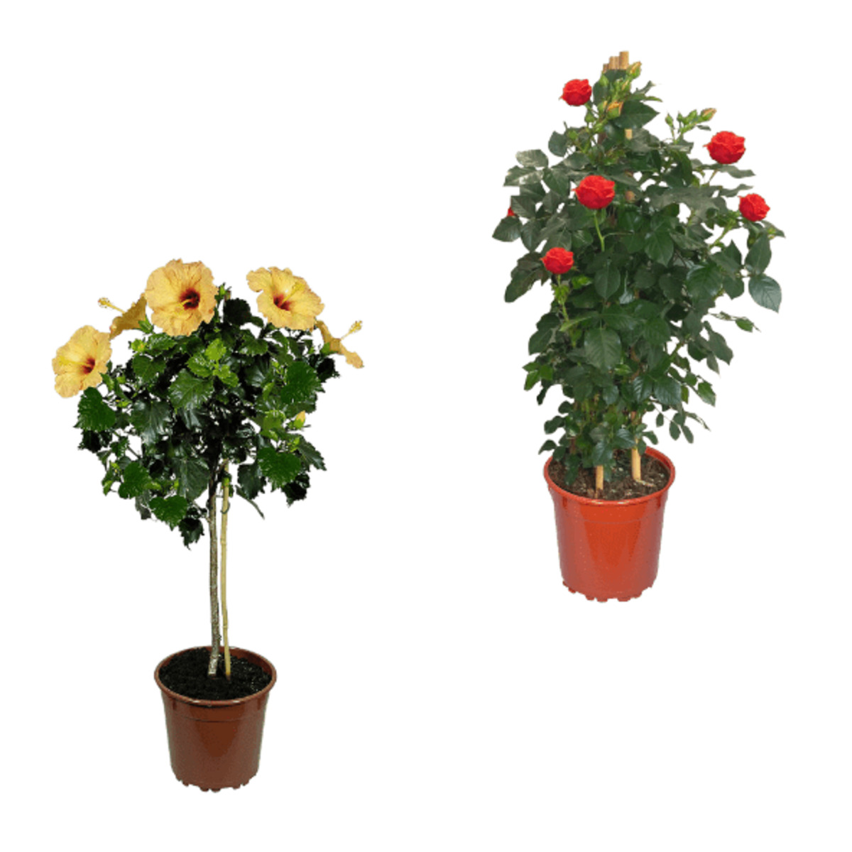 Bild 1 von GARDENLINE Premium Balkon- und Terrassenpflanze