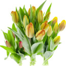 Bild 1 von Tulpen