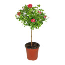 Bild 2 von GARDENLINE Premium Balkon- und Terrassenpflanze