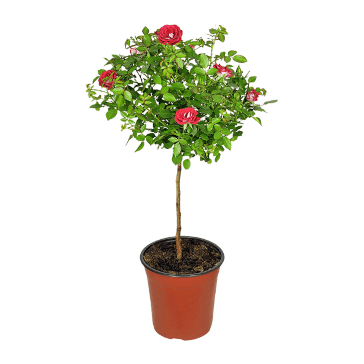 Bild 2 von GARDENLINE Premium Balkon- und Terrassenpflanze