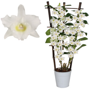toom Dendrobium-Orchidee 'Apollon' 2 Rispen am Spalier weiß 12 cm Topf