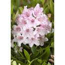 Bild 1 von Rhododendron 'Bloombux®', 17 cm Topf