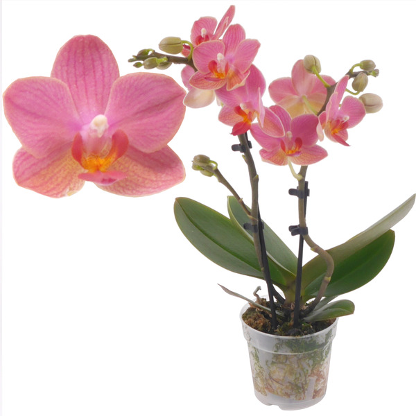 Bild 1 von Schmetterlingsorchidee 2 Rispen 'Gwen' orange/pink, 7 cm Topf