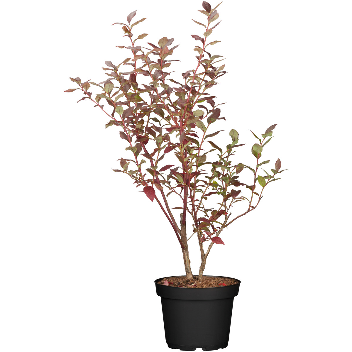 Bild 1 von Naturtalent by toom® Bio-Heidelbeere 'Elisabeth' 19 cm Topf