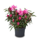 Bild 1 von Zwerg-Rhododendron Blattzauber